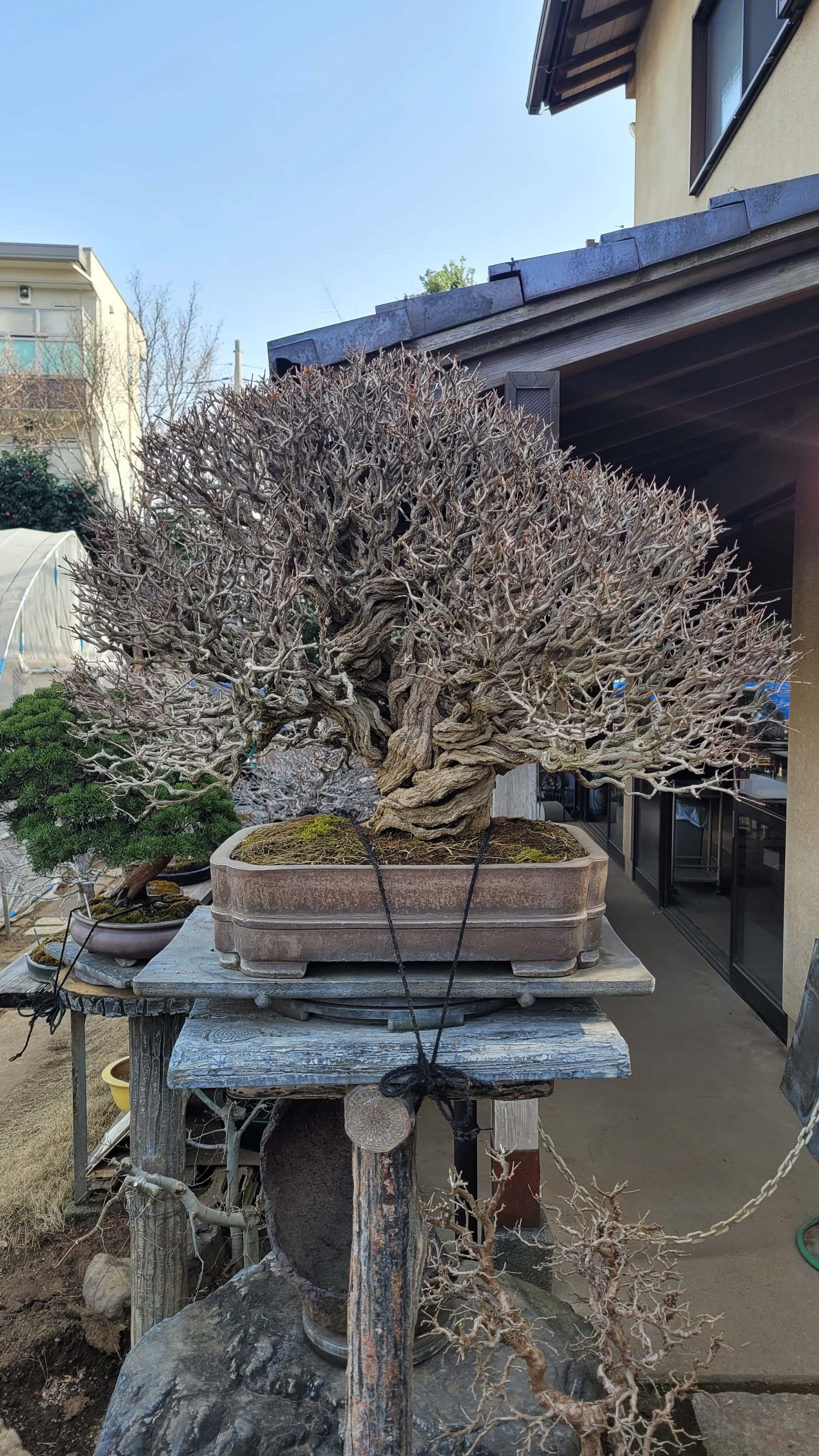 A ginko bonsai tree from omiya in Japan